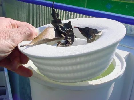 Filtri Salvaschermo Per Skimmer – 10 PEZZI, COMPATIBILI CON CESTELLI Ø24 CM